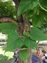 Catalpa