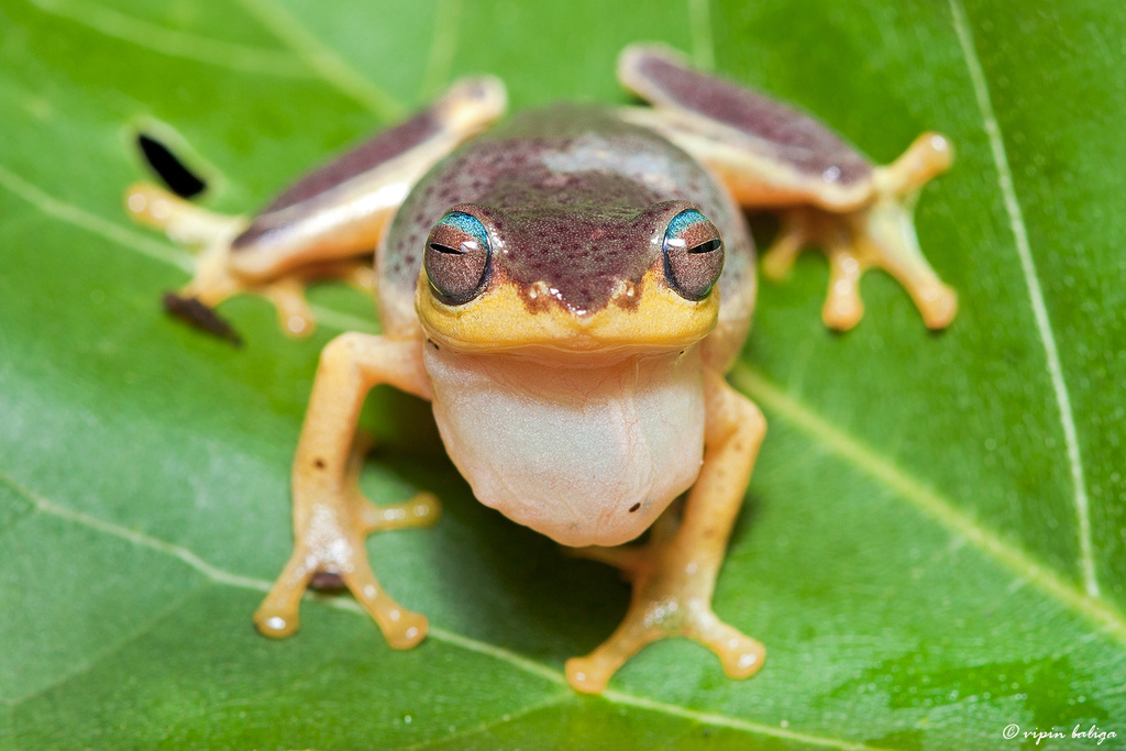 Beautiful Bush Frog