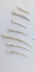 Dentaliidae