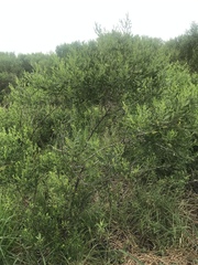 Salix caroliniana