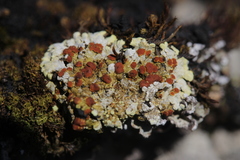 Gyalolechia fulgens