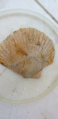 Pectinoidea