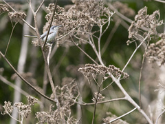 Polioptila plumbea