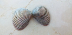 Cerastoderma edule