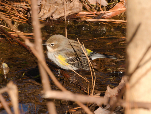 Yellow-rumped Warbler photographed in North Carolina