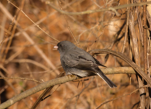 Dark-eyed Junco photographed in North Carolina