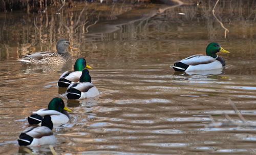 Mallard photographed in North Carolina