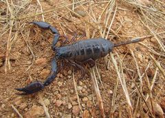Iomachus