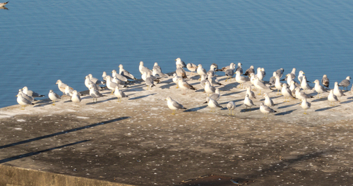 Ring-billed Gull photographed in North Carolina