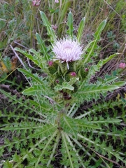 Cirsium acaule esculentum