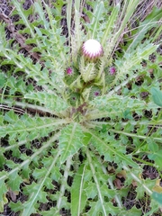 Cirsium acaule esculentum