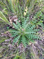 Cirsium acaule esculentum