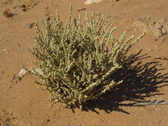 Atriplex julacea