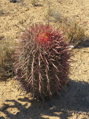 Ferocactus gracilis coloratus