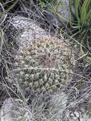 Thelocactus conothelos conothelos