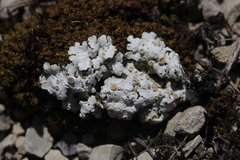 Squamarina lentigera