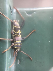 Neoclytus scutellaris