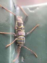 Neoclytus scutellaris