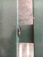 Neoclytus scutellaris