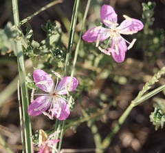 Oenothera canescens