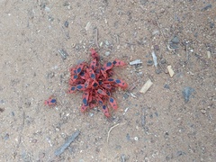 Probergrothius sanguinolens