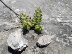 Echinocereus pentalophus pentalophus