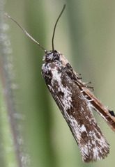 Ethmia albitogata