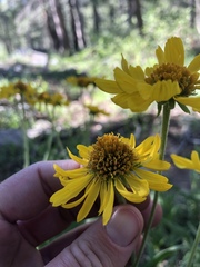 Helianthella