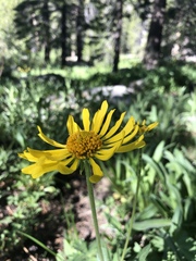 Helianthella
