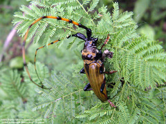 Retrachydes thoracicus