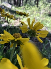 Helianthella