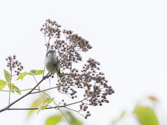 Polioptila plumbea