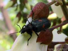 Astylus cyanerythrus