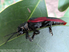 Coraliomela quadrimaculata