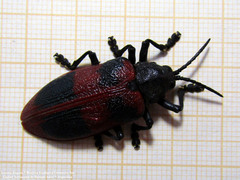 Coraliomela quadrimaculata