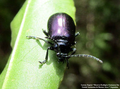 Macrohaltica transversa