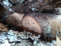 Juniperella mirabilis