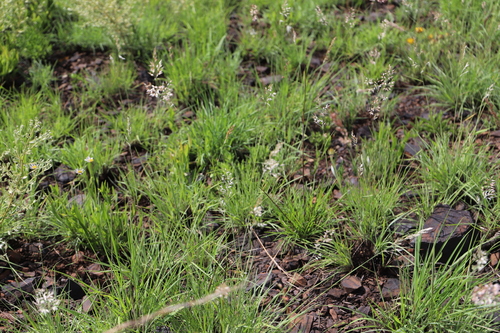 Image of Melinis nerviglumis by (c) Suvarna Parbhoo Mohan, some rights reserved (CC BY-SA)