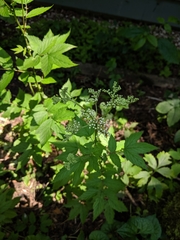 Filipendula