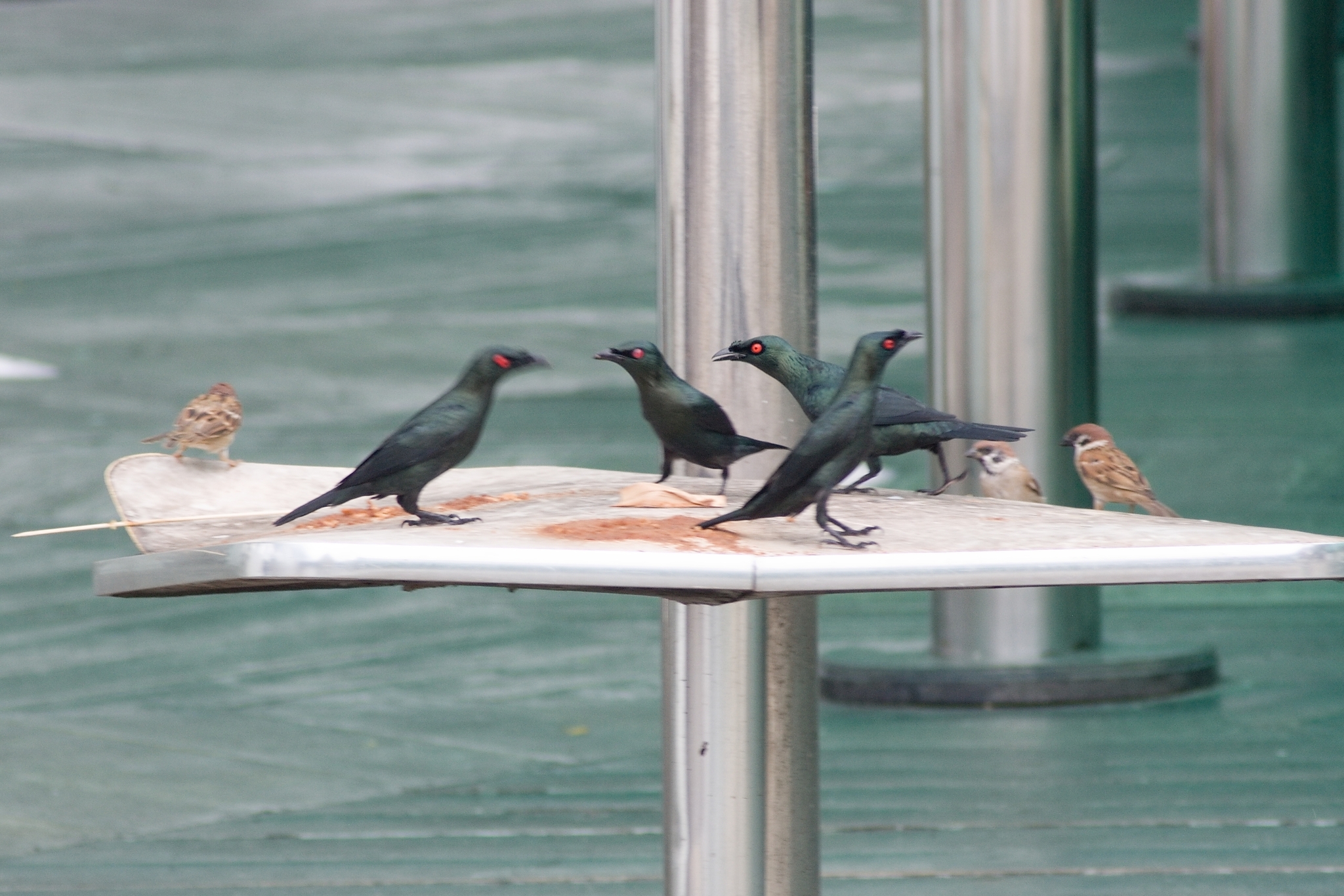 Asian Glossy Starling