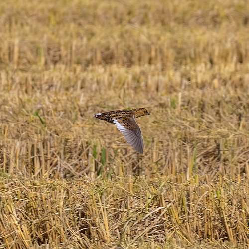 Yellow Rail (Coturnicops noveboracensis)