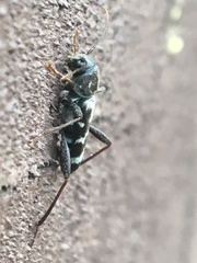 Neoclytus muricatulus