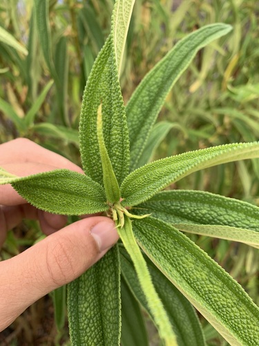 Boehmeria penduliflora (Boehmeria penduliflora)