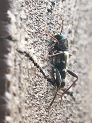 Neoclytus muricatulus