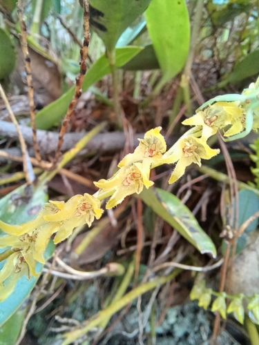 Helmeted Leach Orchid (Stelis galeata)
