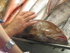 Mycteroperca bonaci