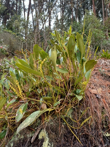 Image of Stelis galeata by no rights reserved