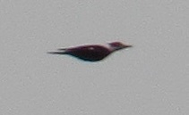 Pileated Woodpecker photographed in Oklahoma