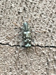 Neoclytus muricatulus