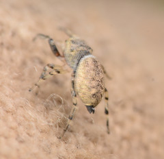 Zygoballus rufipes